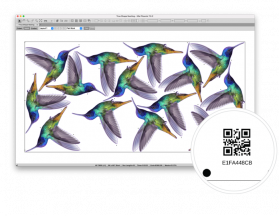 tilia Phoenix Window